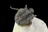 Bumpy Cyphaspis Trilobite - Ofaten, Morocco #73009-3